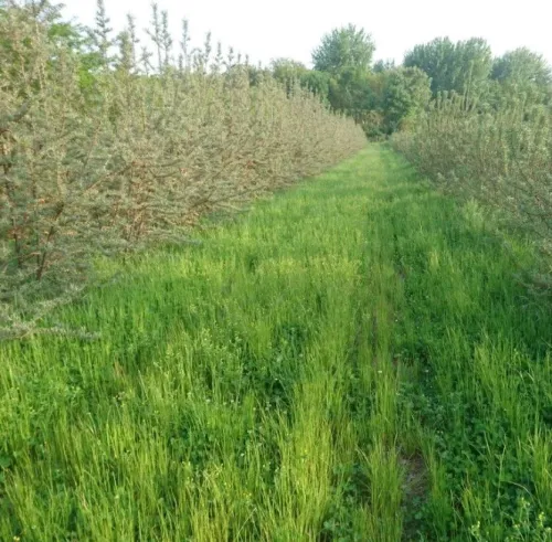 Gyömölcsszőnyeg csávázatlan