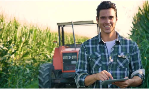 Kukorica betegségei és kártevői: felismerésük, megelőzésük és az ellenálló hibridek szerepe