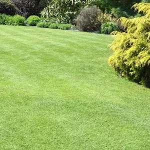 Pázsit Savaria csávázatlan