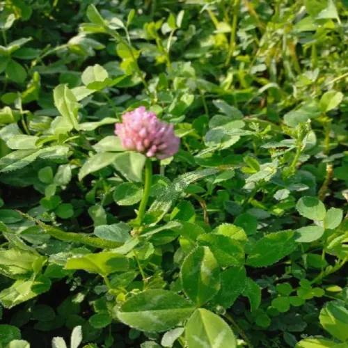 Pillangós MIX 07. évelő csávázatlan