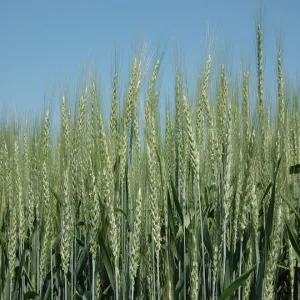 Activus csávázott II. fok