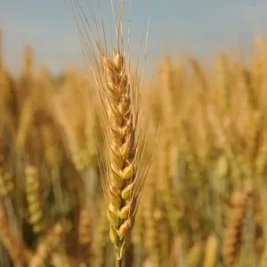 MV Pántlika csávázott II. fok