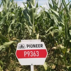 P9363 LumiGEN Standard csávázott+stimulátor