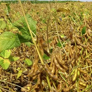 Dorothy csávázatlan oltott II. fok