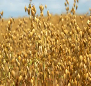 Platin csávázatlan I. fok