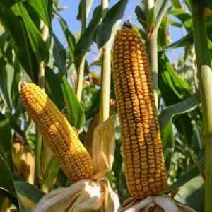 RGT Elaraxx Duo System csávázott