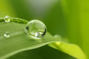  Biostimulátor hatás: jobb növényfejlődés és nagyobb hozam