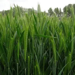 SU Askadus csávázott II. fok