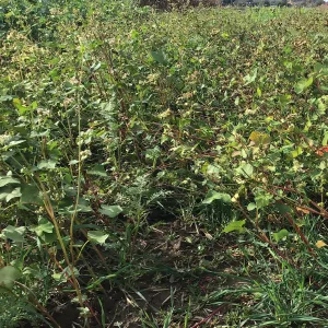 Zöldítő hármas csávázatlan