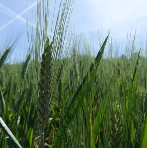 Toscadou csávázott II. fok