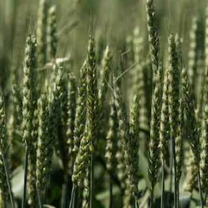 KWS Stromboli csávázott II. fok