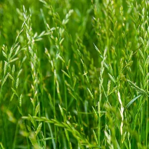 Estanzuela diploid csávázatlan