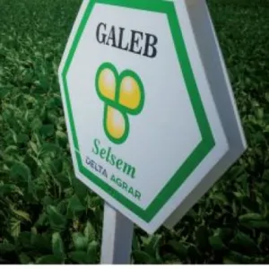 Galeb csávázatlan oltott II. fok