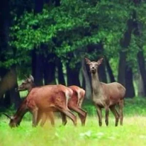 Vadlegelő évelő csávázatlan