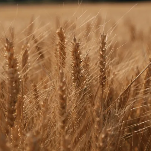 Alicantus csávázott II. fok