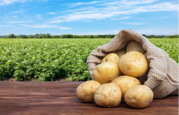 vetőburgonya termesztése nagyobb terméshez