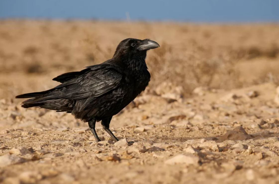 Madarak ellen nincs ?második esély?: a tőszámbiztonság titka a megfelelő vetőmagvédelem