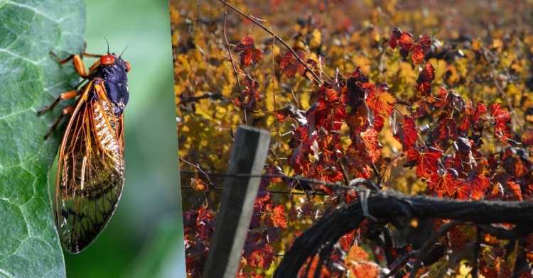 Több élőhely, kevesebb károsító ? virágos sorköztakaró a borvidéken
