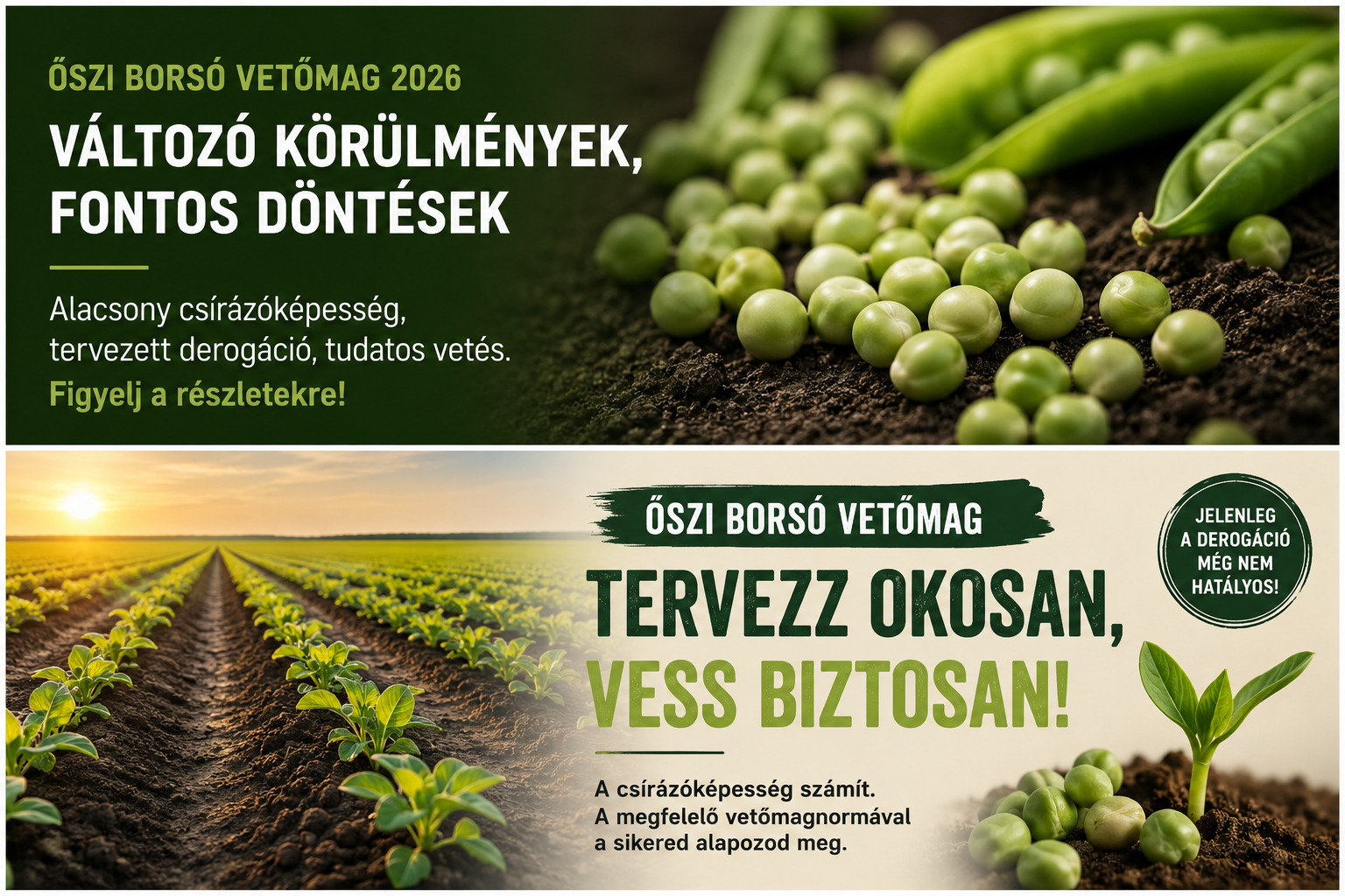 Őszi borsó vetőmag 2026 ? csírázóképesség, derogáció és vetés