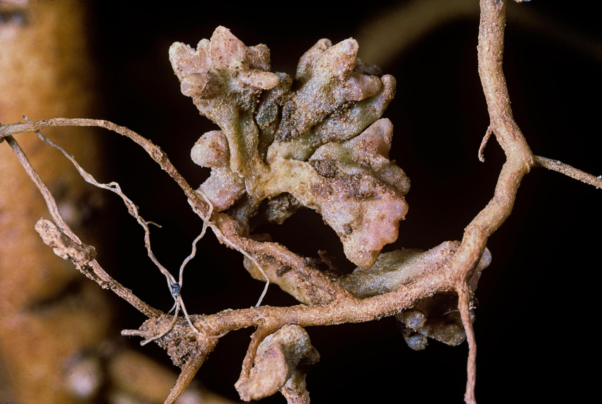 A lucerna gyökérgümőiben élő Rhizobium baktériumok kötik meg a levegő nitrogénjét ? ez az oltóanyag agronómiai alapja.
