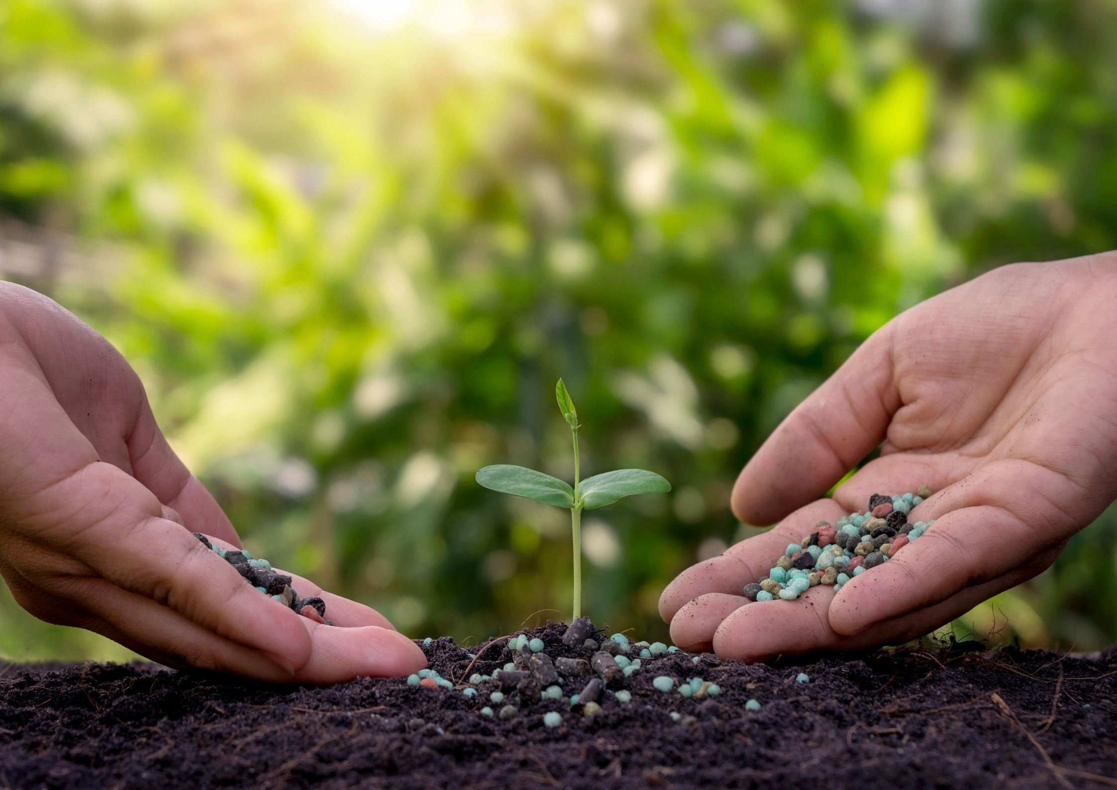  Biostimulátor hatás a növények fejlődésére a szántóföldön
