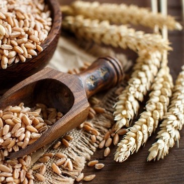 Az egészséges táplálkozás ősi gabonája: A tönkölybúza