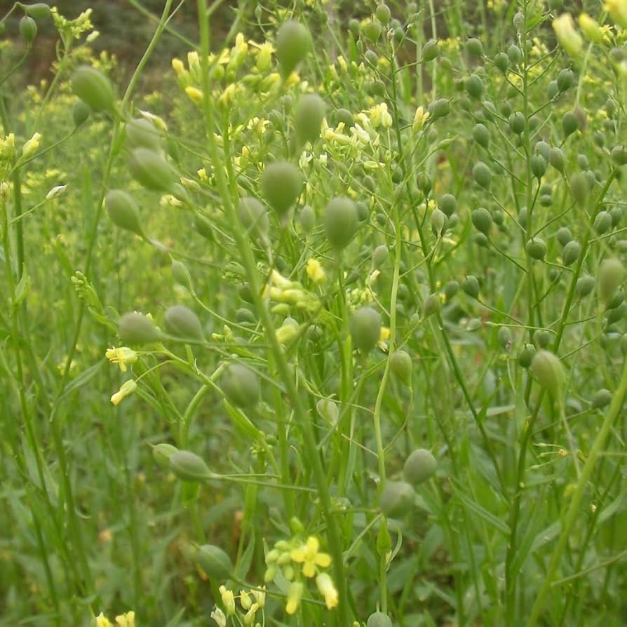 Magvas gomborka