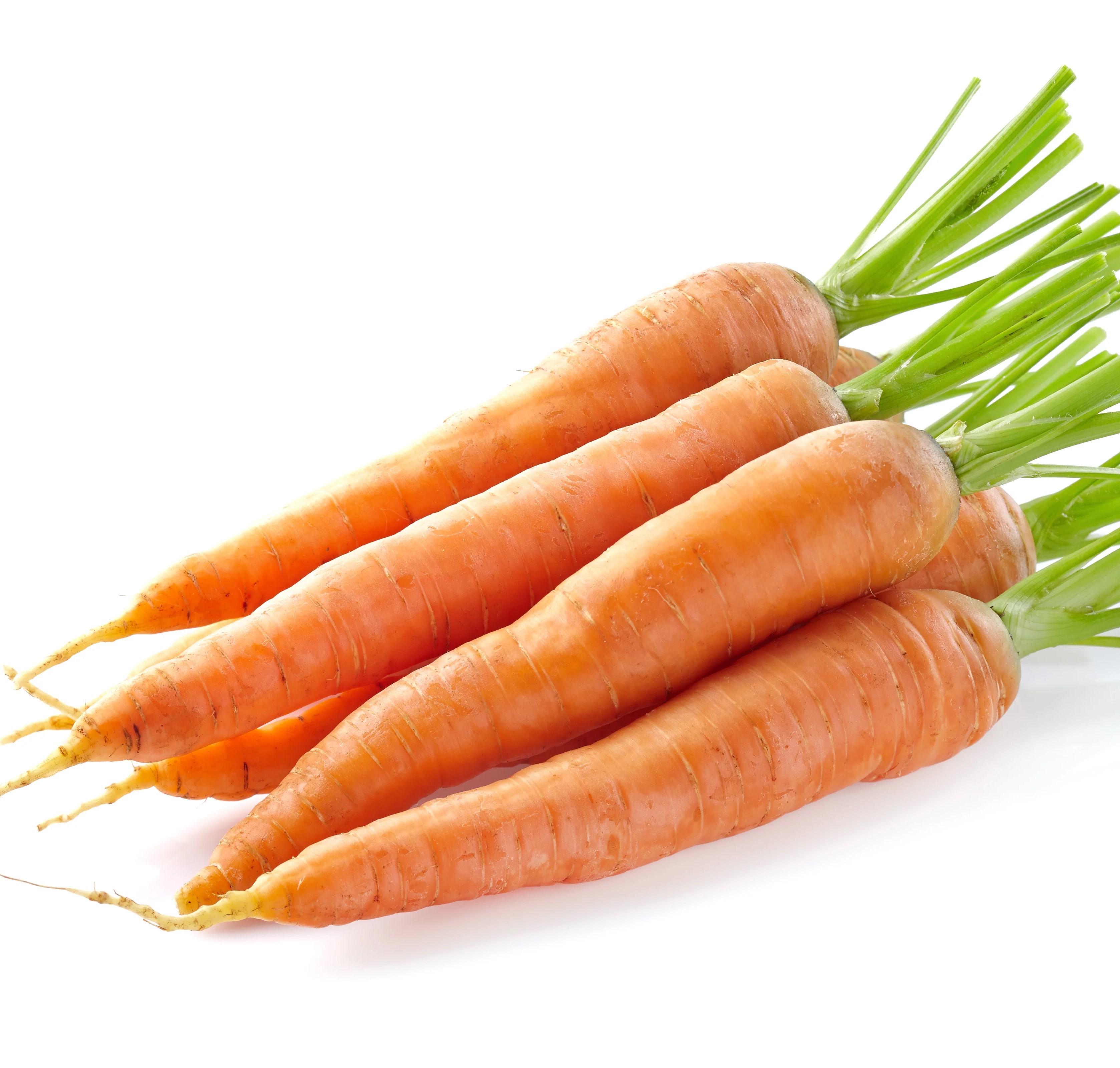 Lobbericher standard konstans fajta csávázatlan