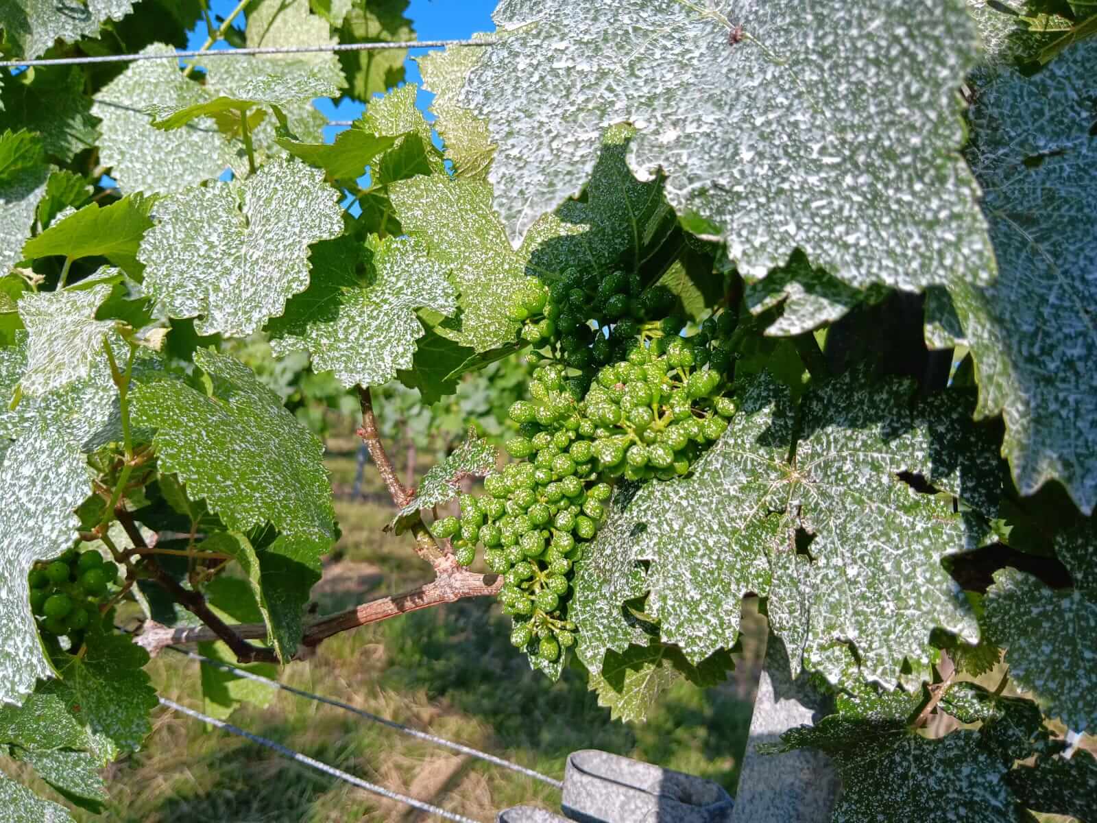 Kristallkalk ? Természetes fényvédelem a növények számára