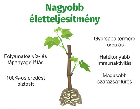 Symbivit az éltre szóló kapcsolat