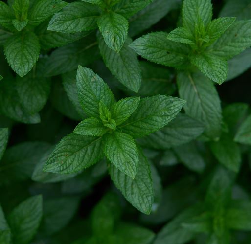Borsmenta-Mentha piperita csávázatlan
