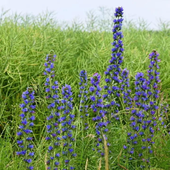 Terjőke kígyószisz-Echium vulgare csávázatlan