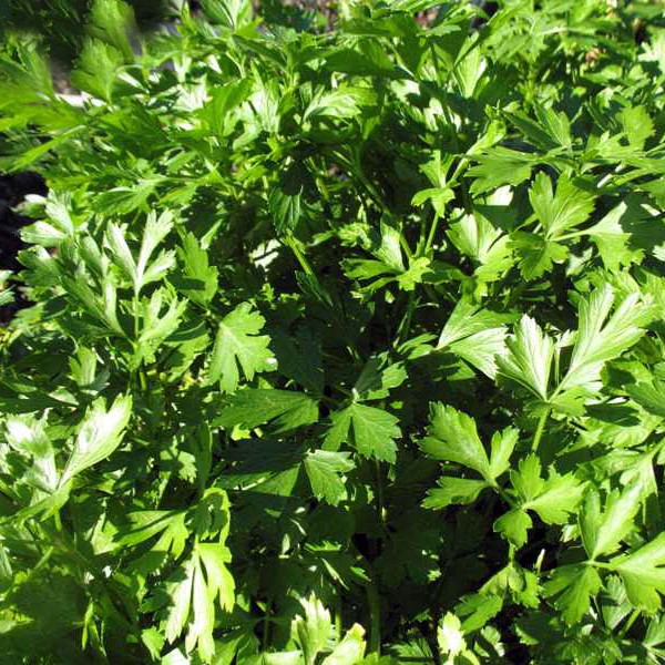 Levél petrezselyem-Petroselinum crispum csávázatlan