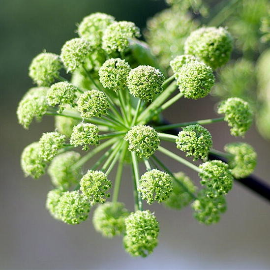 Angyalgyökér-Angelica archangelica L. csávázatlan