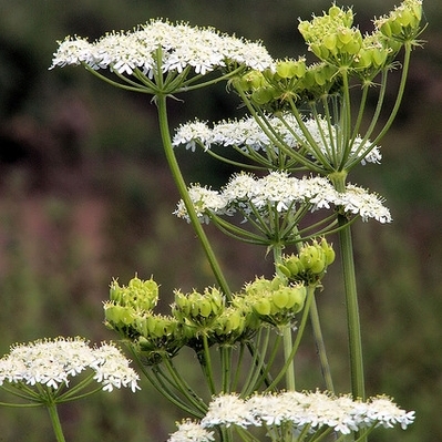 Ánizs-Pimpinella anisum csávázatlan