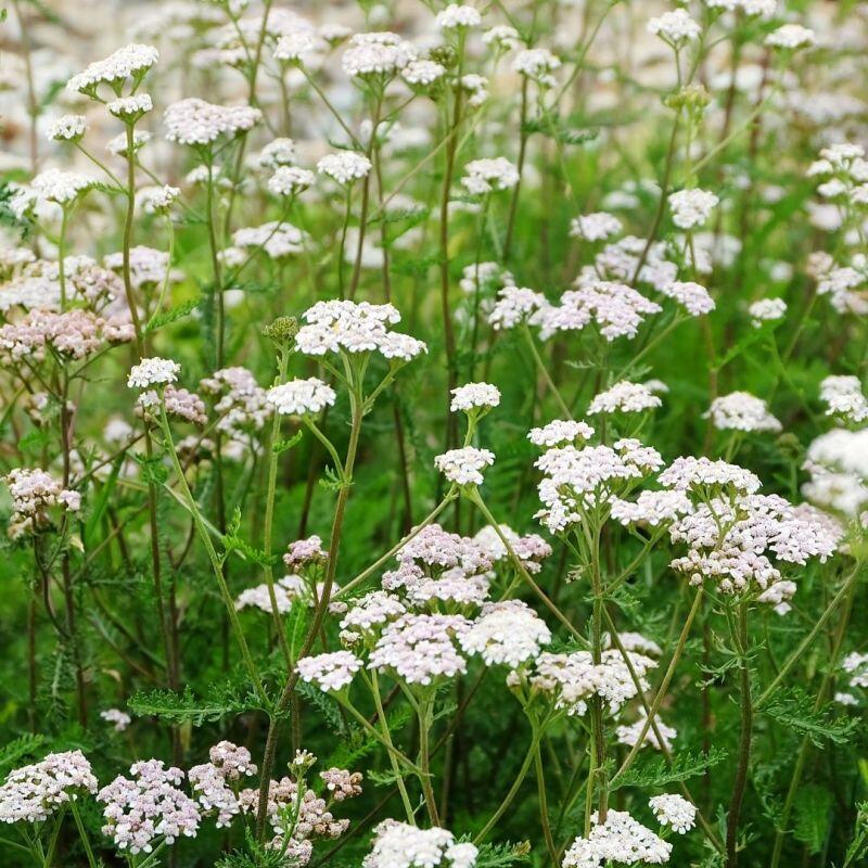 Cickafark-Achillea millefolium csávázatlan