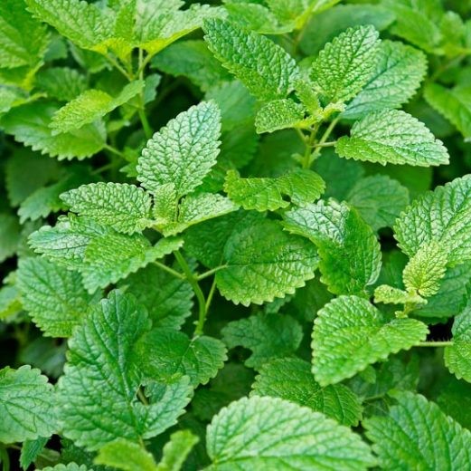 Citromfű-Melissa officinalis csávázatlan