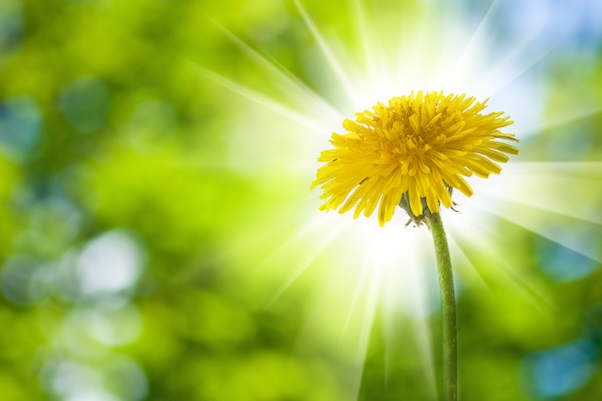 Gyógyító növény, amelyben a Nap, a Hold és a csillagok ereje egyesül