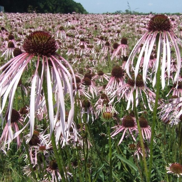 Halvány kasvirág-Echinacea pallida csávázatlan