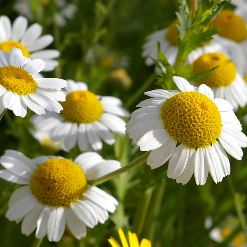 Kamilla - Matricaria chamomilla csávázatlan