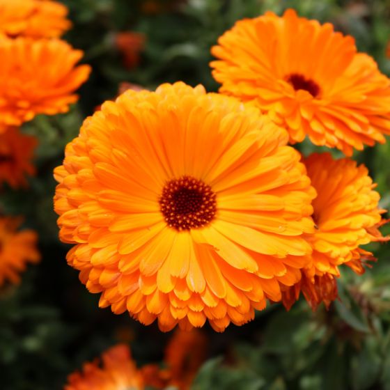 Orvosi körömvirág-Calendula officinalis L csávázatlan