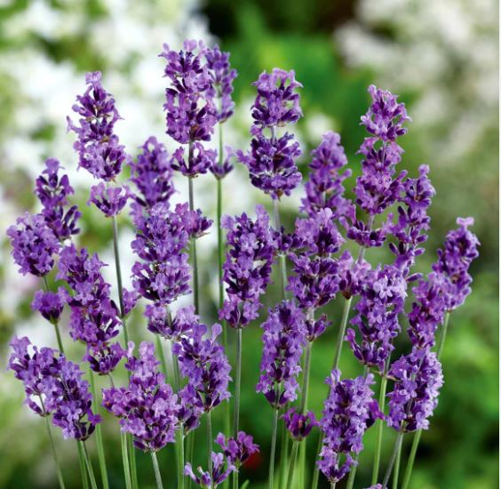 Levendula-Lavandula angustifolia csávázatlan
