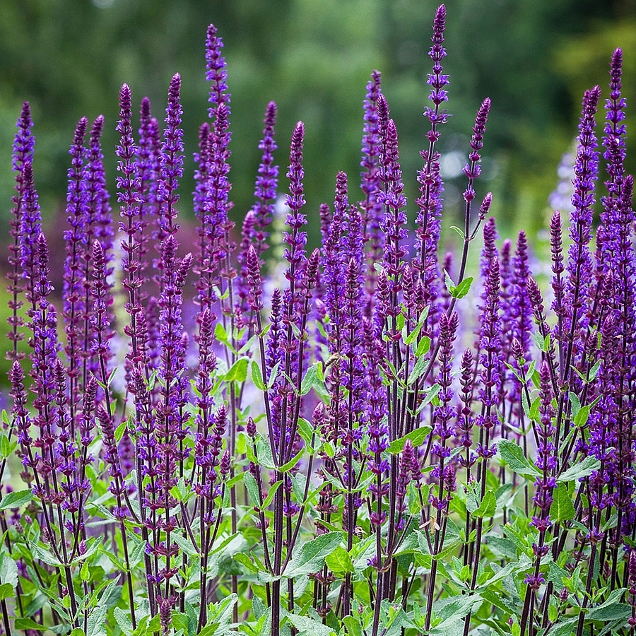Ligeti zsálya-Salvia nemorosa csávázatlan