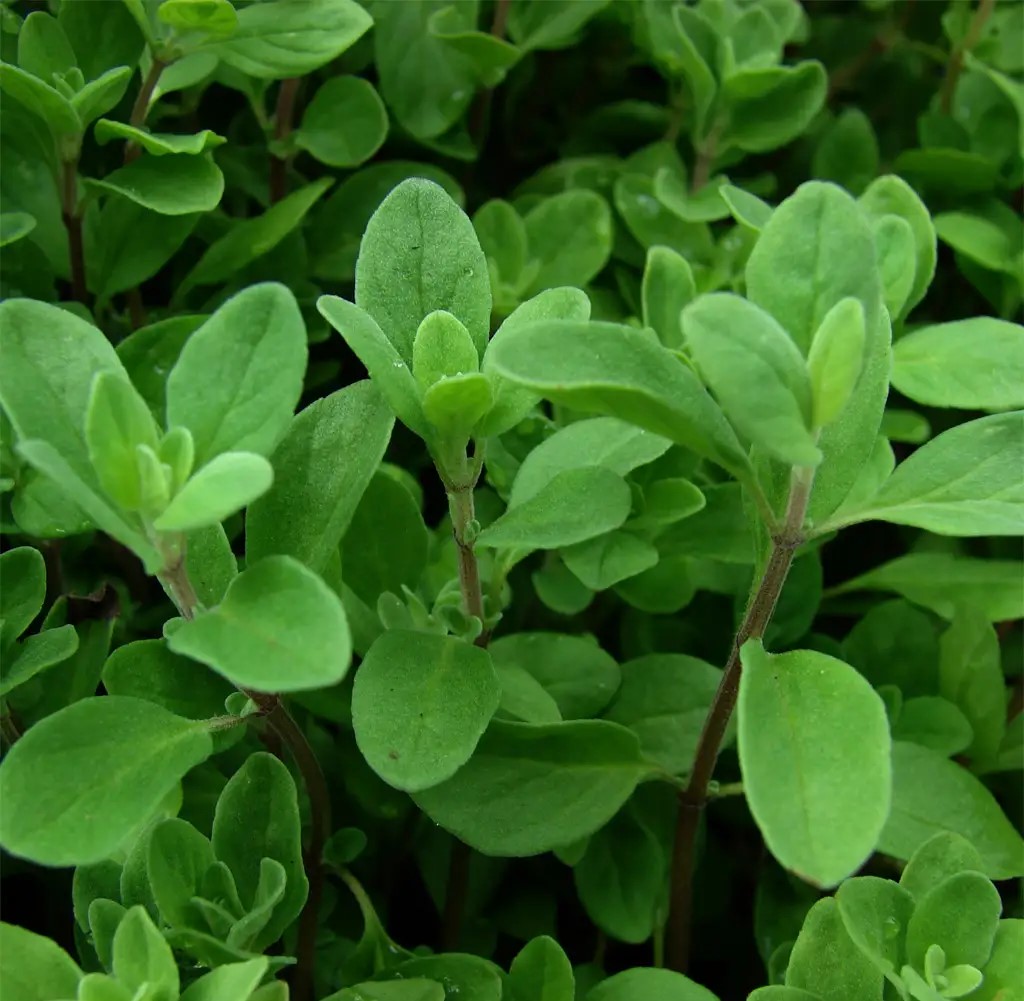 Majoránna-Origanum majorana csávázatlan
