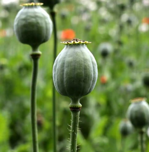 Mák-Papaver somniferum csávázatlan