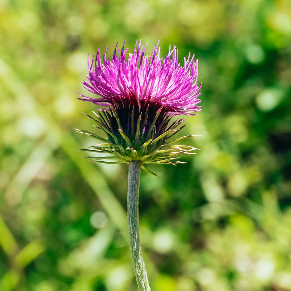 Máriatövis (Silybum marianum) virágzó növény napfényben ? termesztésre alkalmas gyógynövény, májvédő hatású magokkal