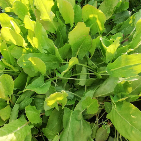 Mezei sóska-Rumex acetosa csávázatlan