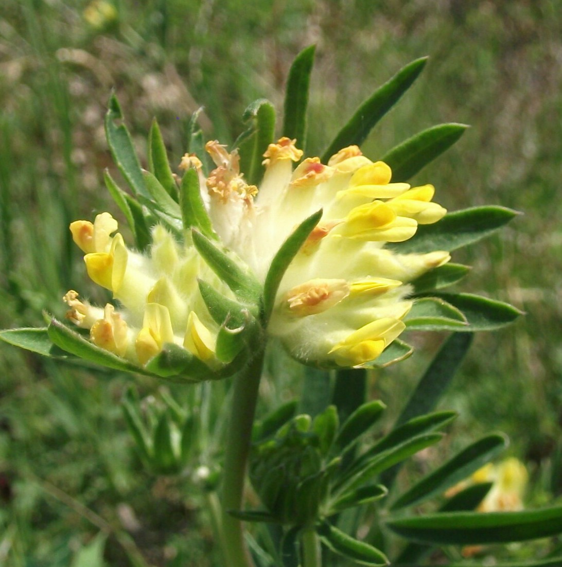 Nyúlszapuka-Anthyllis vulneraria csávázatlan