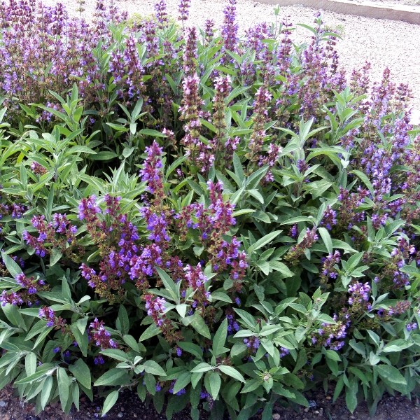 Orvosi zsálya-Salvia officinalis csávázatlan