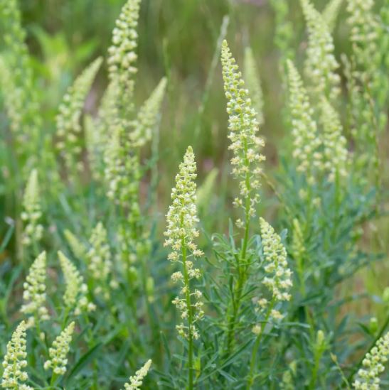 Vadrezeda-Reseda lutea csávázatlan